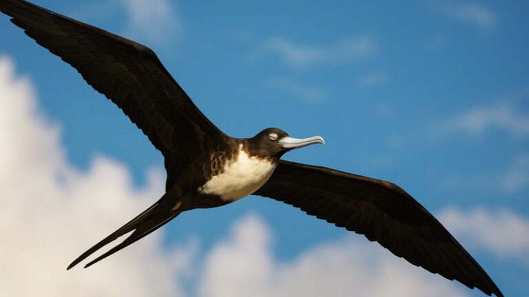 Some Birds Can Sleep While Flying — Nature’s Most Surprising Survival Skill