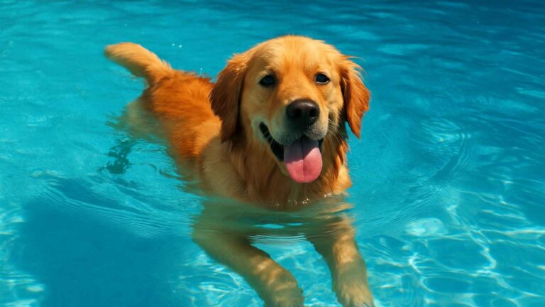 15 Simple Ways to Keep Your Dog Safe During a Heatwave