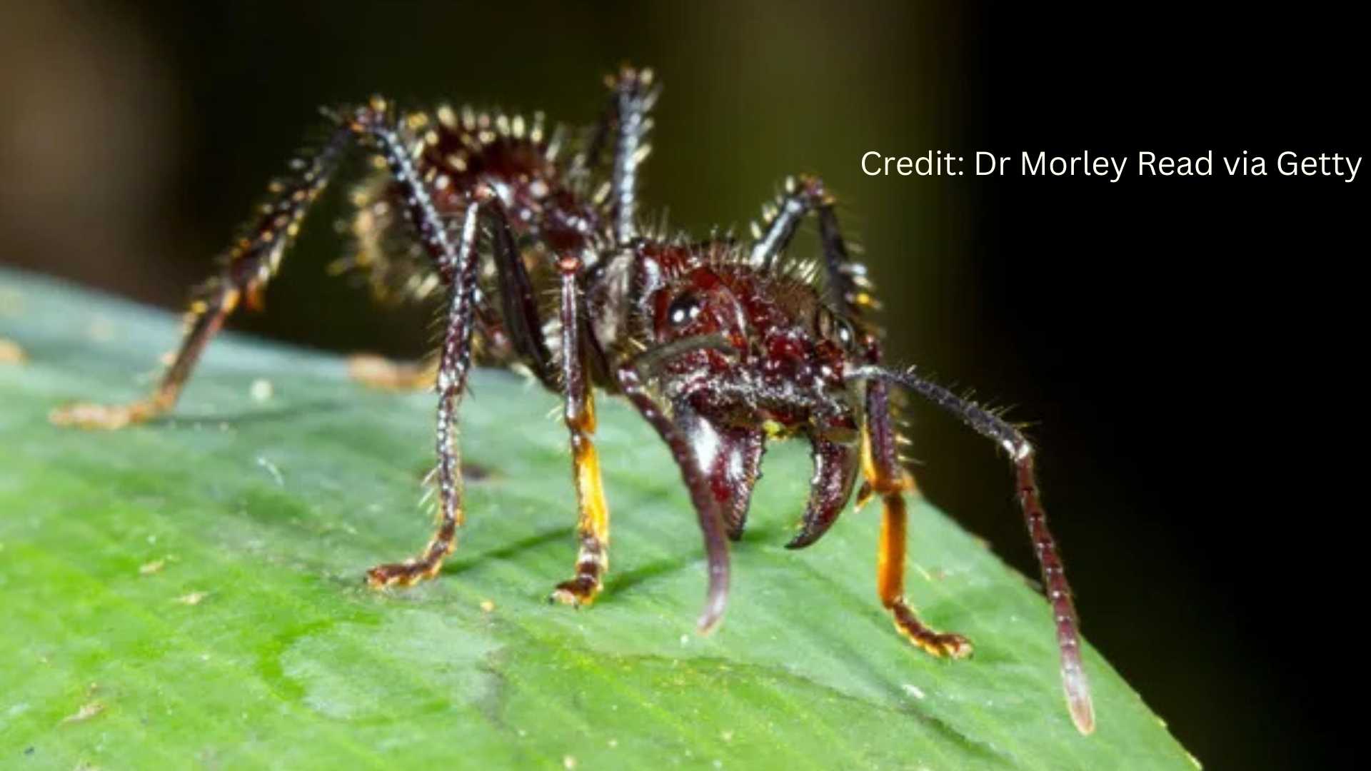 Insect With Most Painful Sting in the World