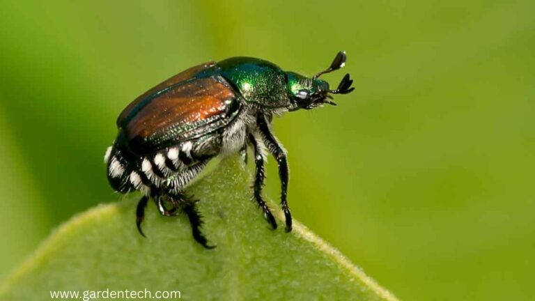 Japanese Beetles out of Your Garden
