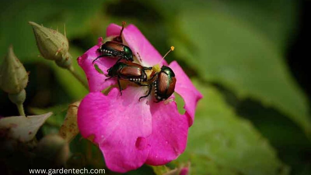 Ways to Keep Japanese Beetles out of Your Garden