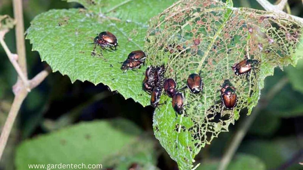 Ways to Keep Japanese Beetles out of Your Garden