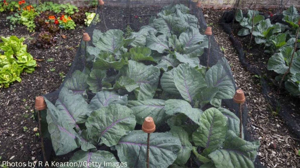 Ways to Keep Japanese Beetles out of Your Garden