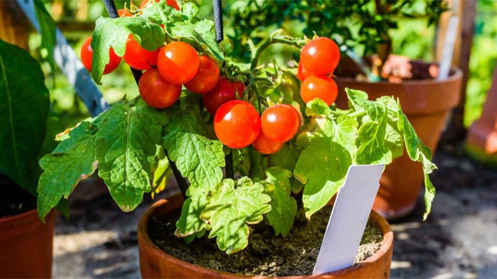 a plant with tomatoes in a pot