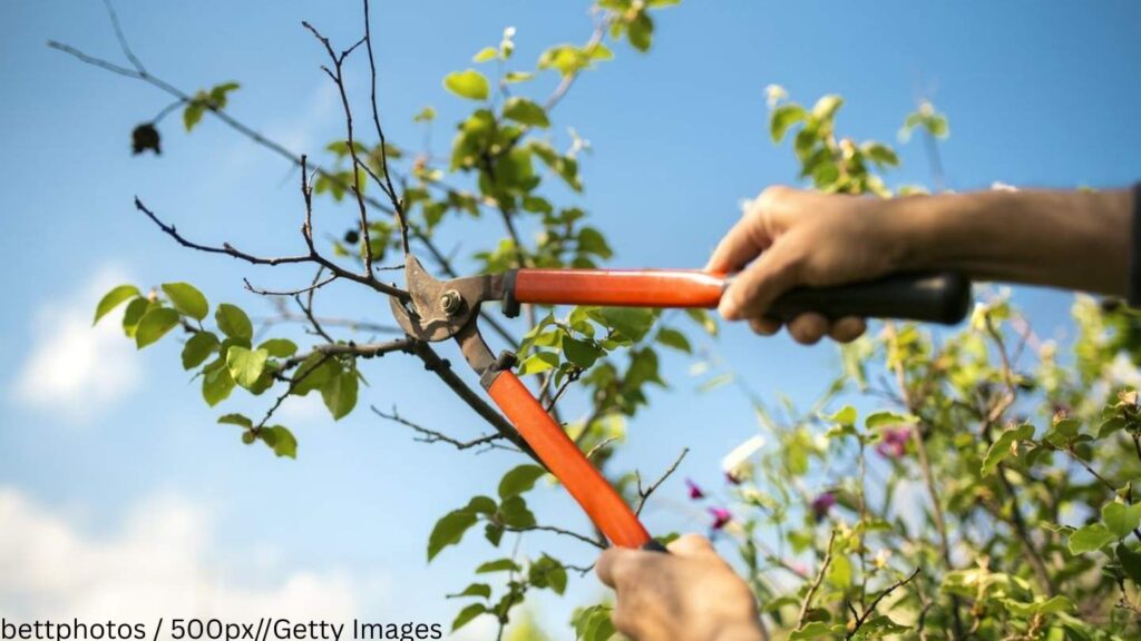 a person cutting a tree with scissors