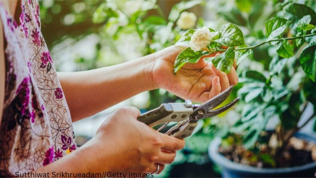 a person cutting a flower with scissors