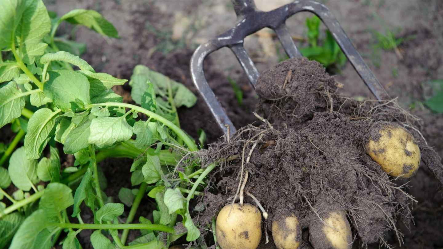 a potato plant with a fork