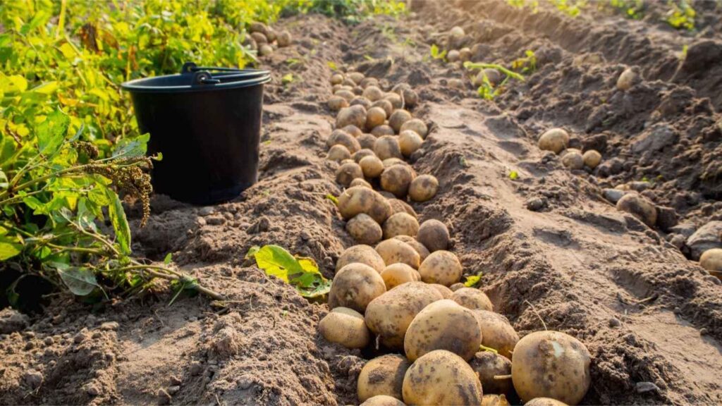a bucket next to potatoes