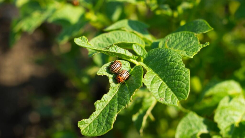 two bugs on a leaf