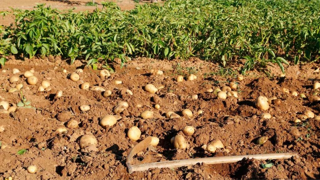 potatoes in the dirt with a shovel