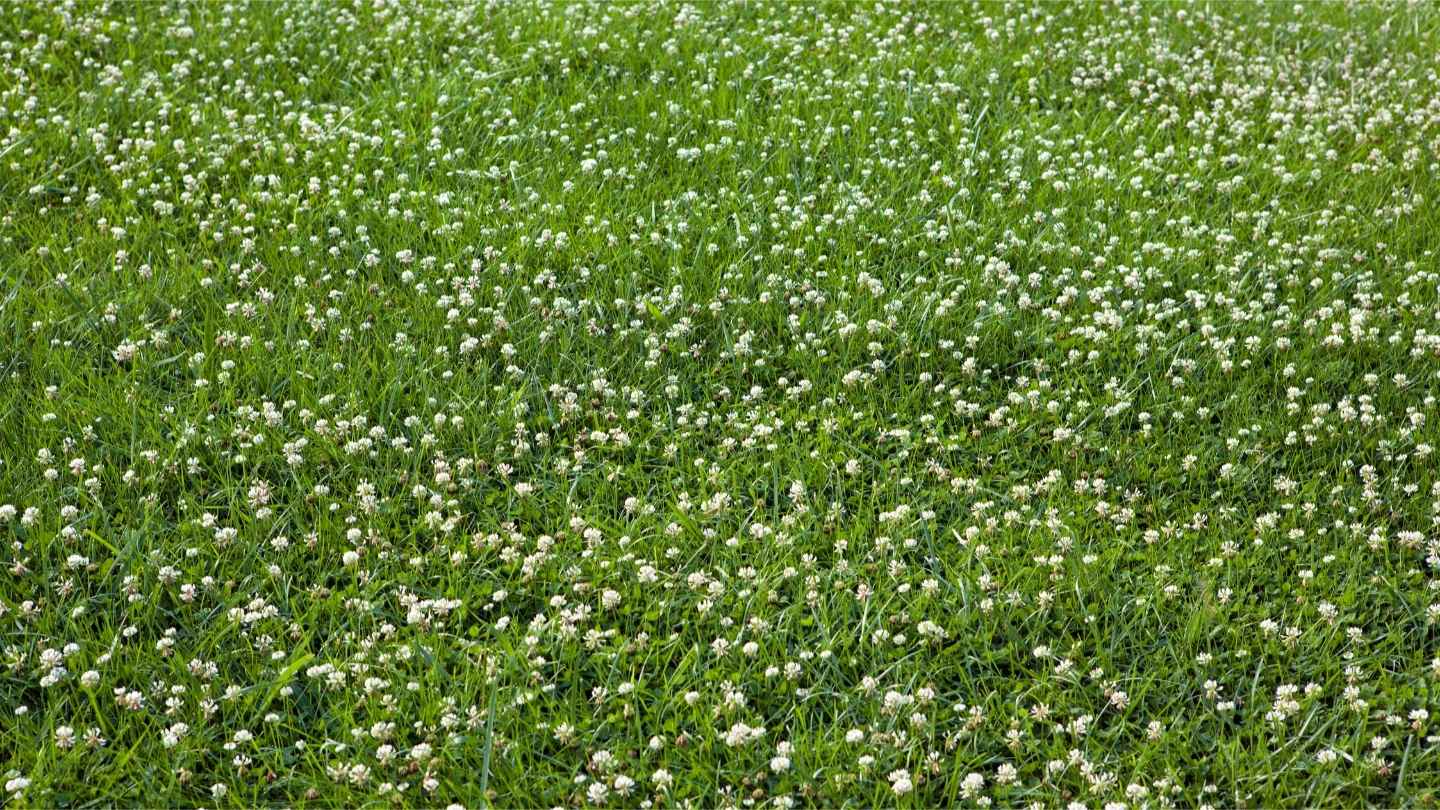 a field of green grass with white flowers