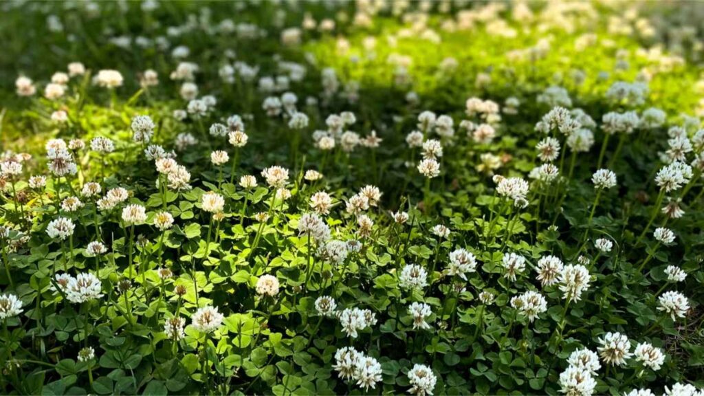 a field of clovers with white flowers