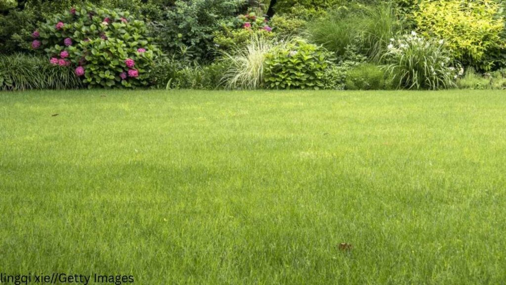 a green lawn with bushes and flowers