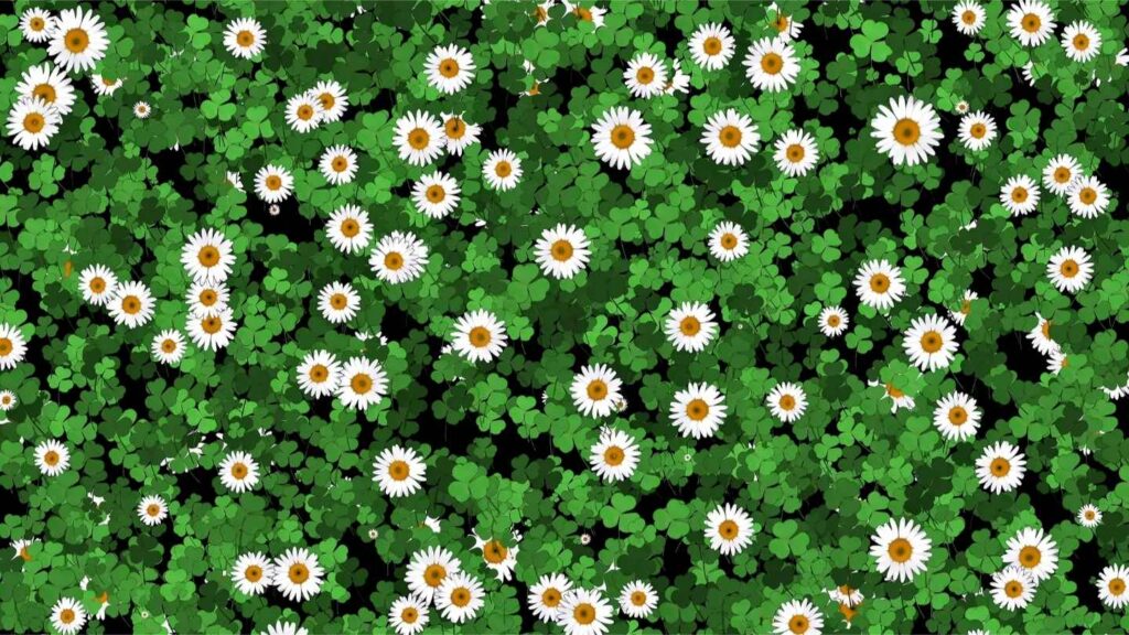 a group of white flowers and green leaves