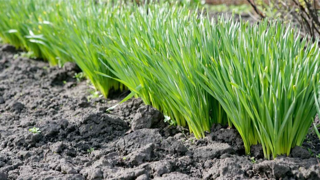 Growing Garlic at Home