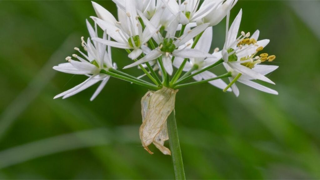 Growing Garlic at Home