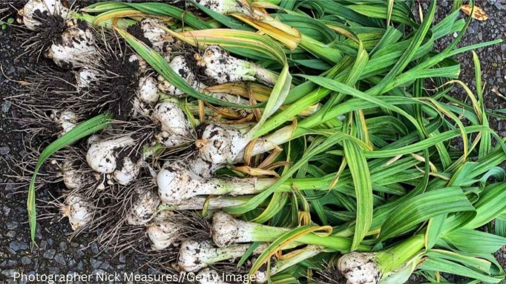 Growing Garlic at Home