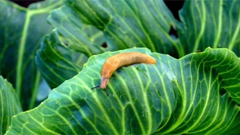 Slugs Out of Your Garden