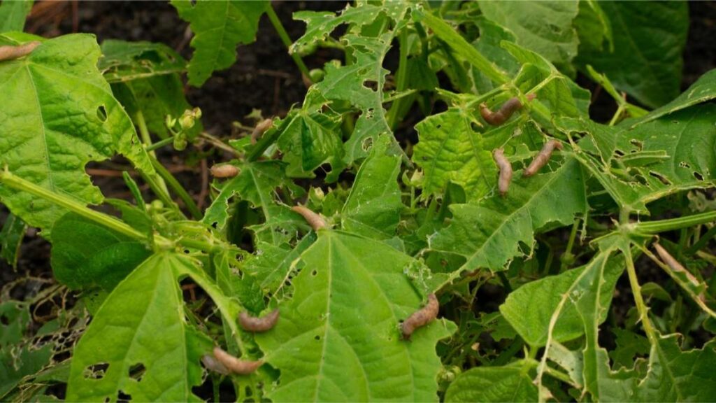 Keep Slugs Out of Your Garden