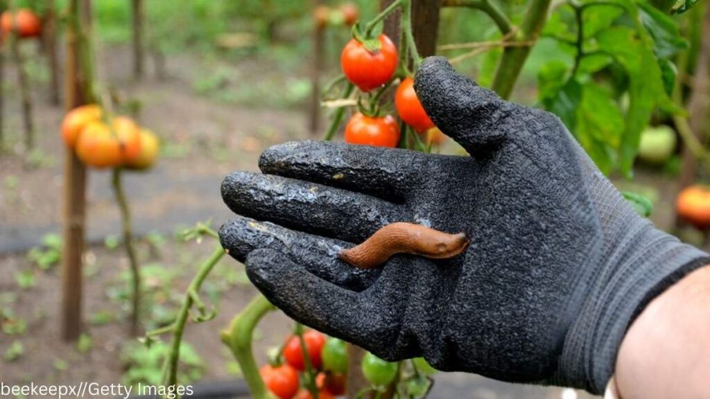 Keep Slugs Out of Your Garden
