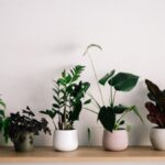 Tropical Houseplants