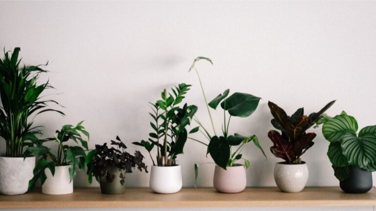 Tropical Houseplants