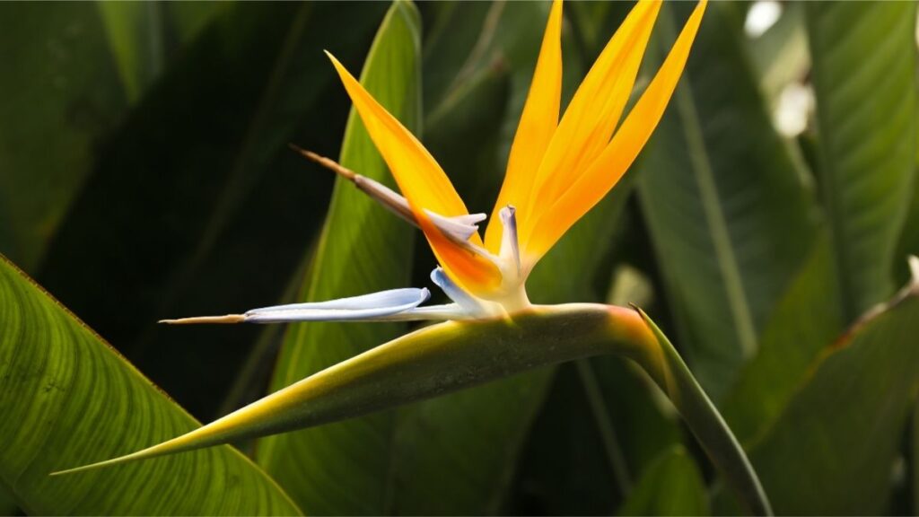 Bird of Paradise (Strelitzia reginae)