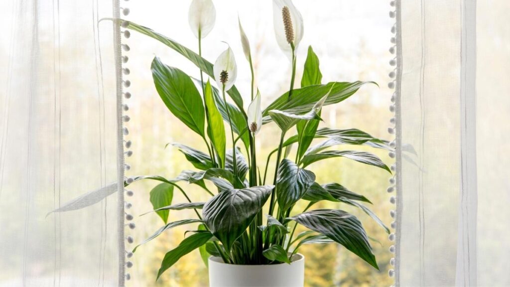 Peace Lily (Spathiphyllum)