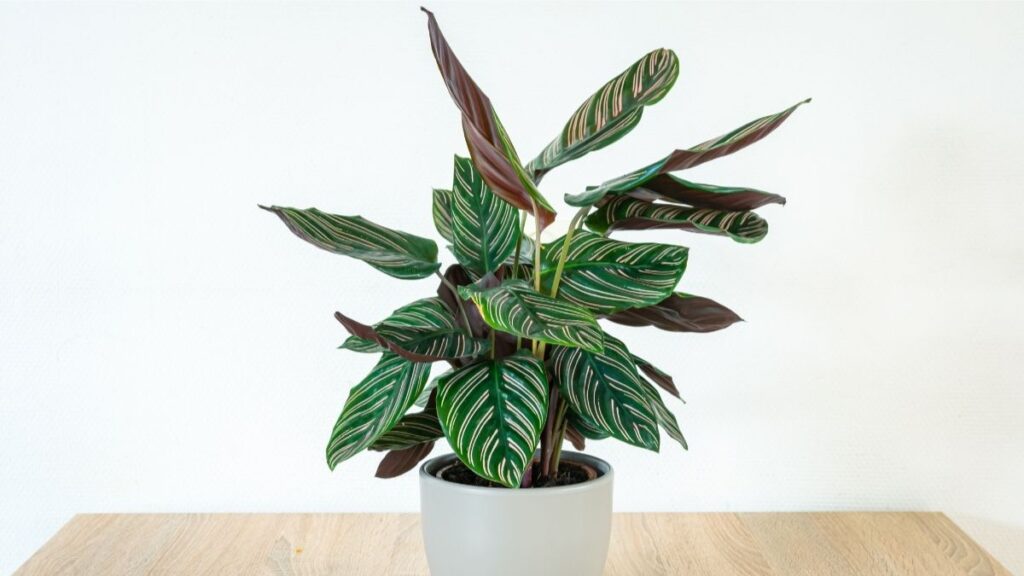 Calathea (Prayer Plant)