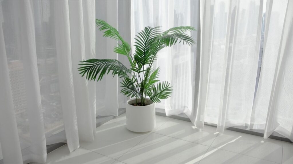 Areca Palm
