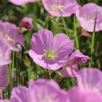 Evening Primrose plant