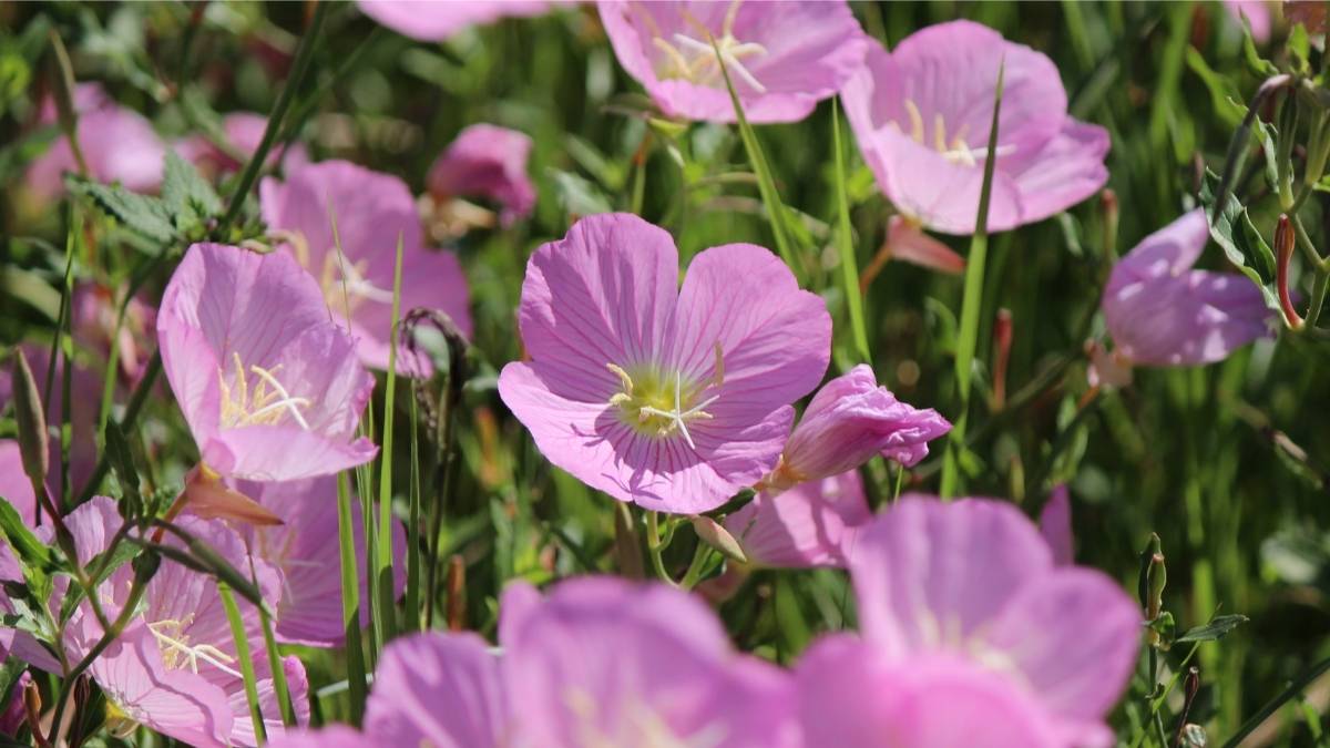 Evening Primrose plant