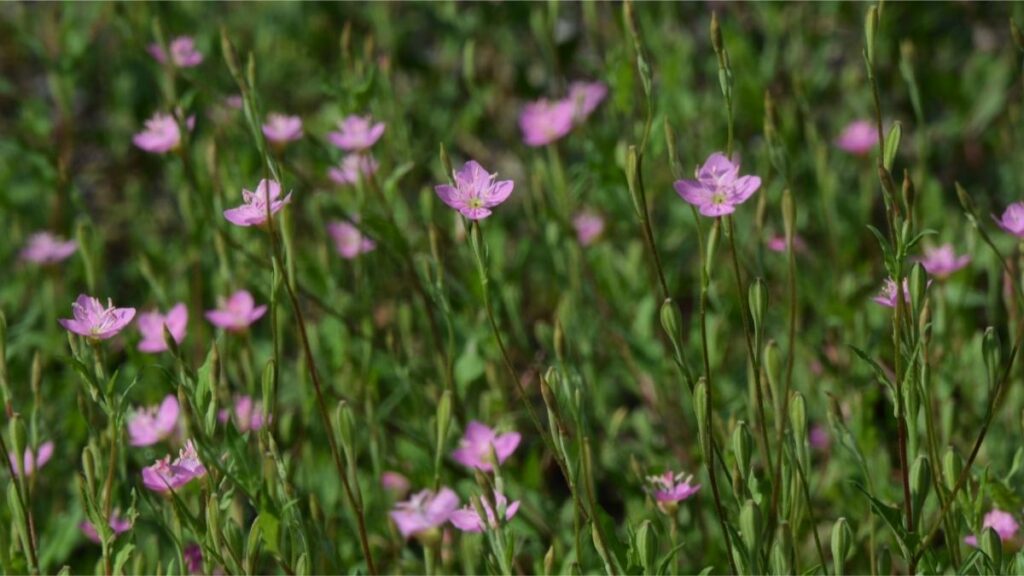 Evening Primrose