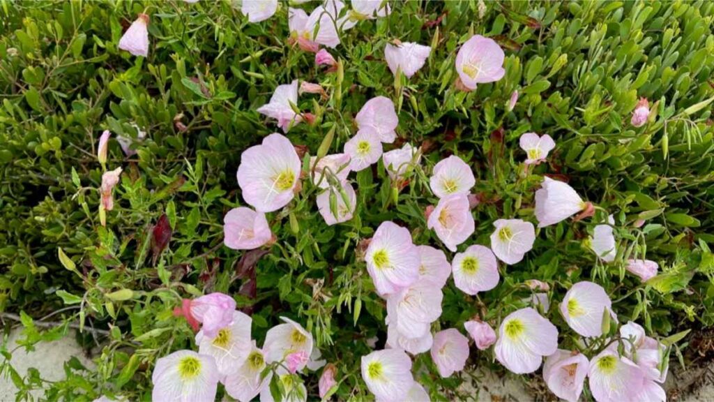 Evening Primrose