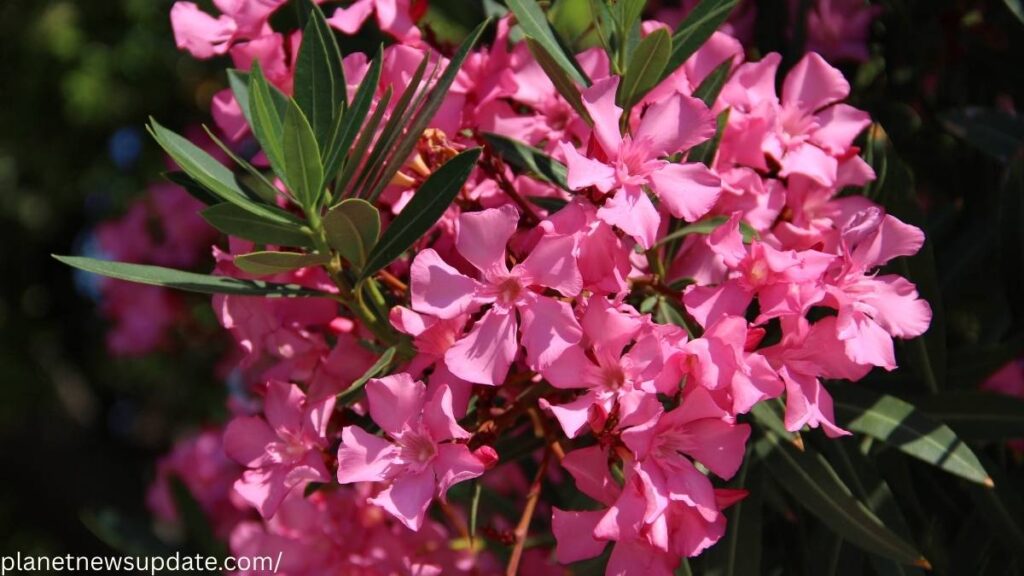 Oleander