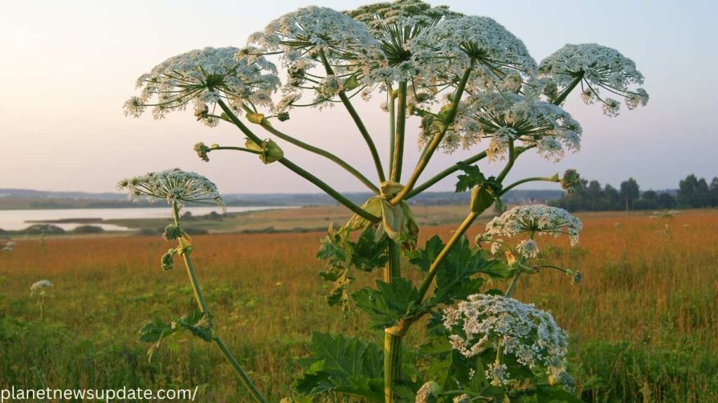 Giant Hogweed