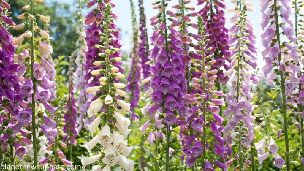 Foxglove