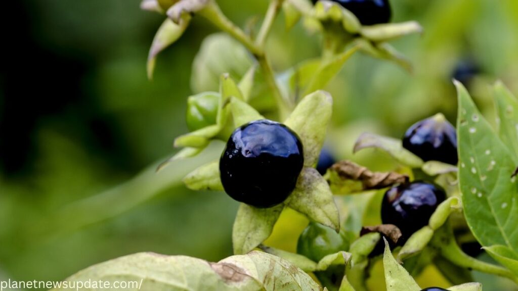 Deadly Nightshade
