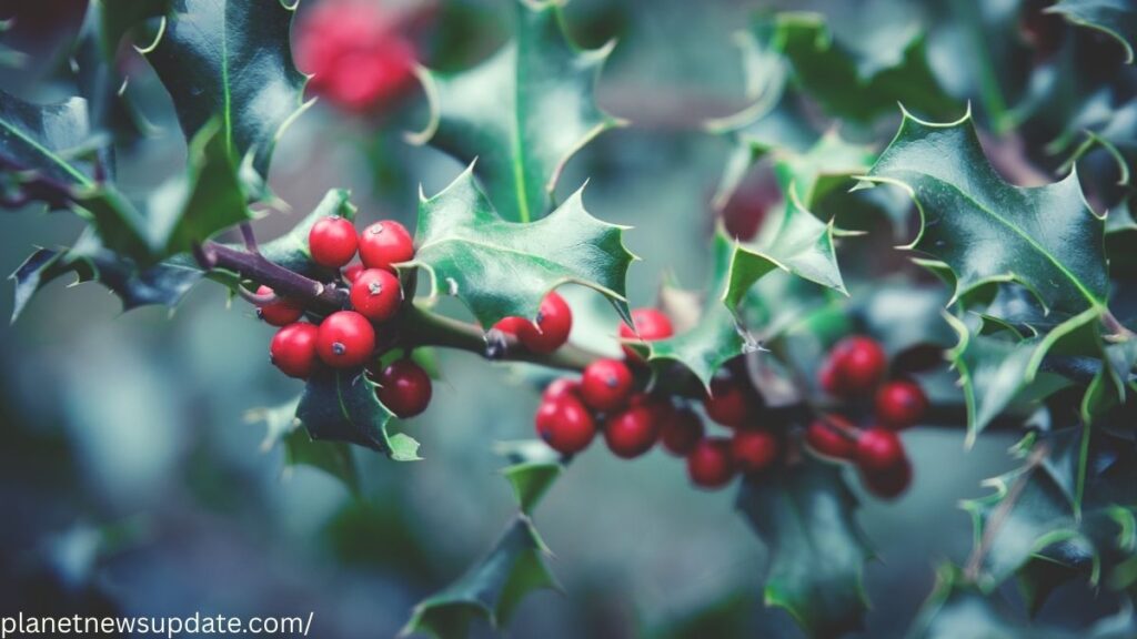 Mistletoe