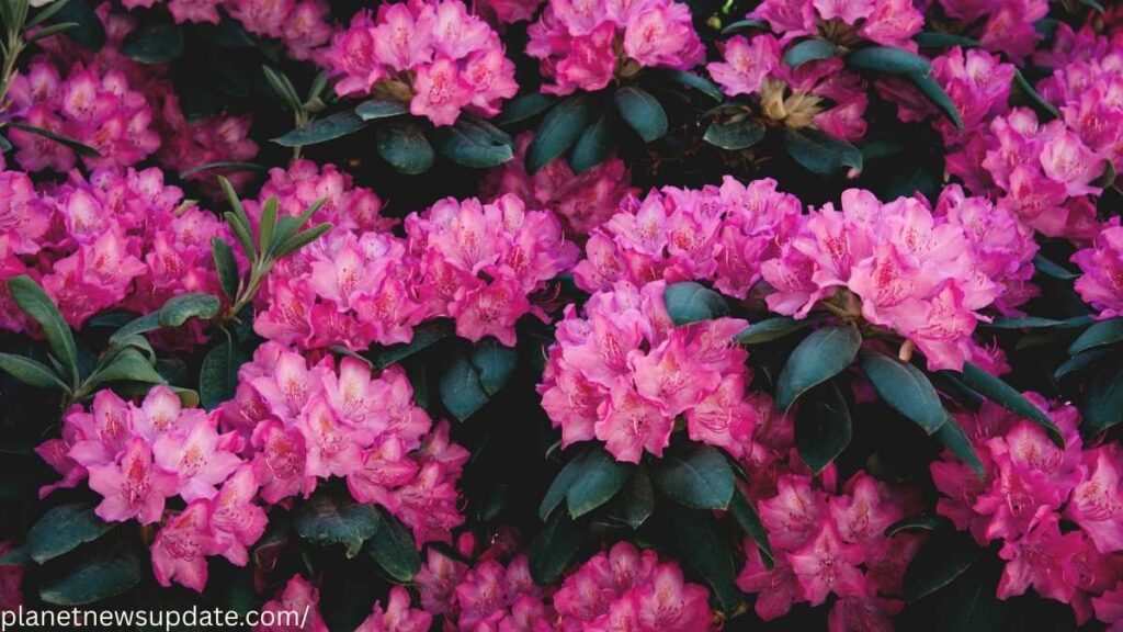 Rhododendron