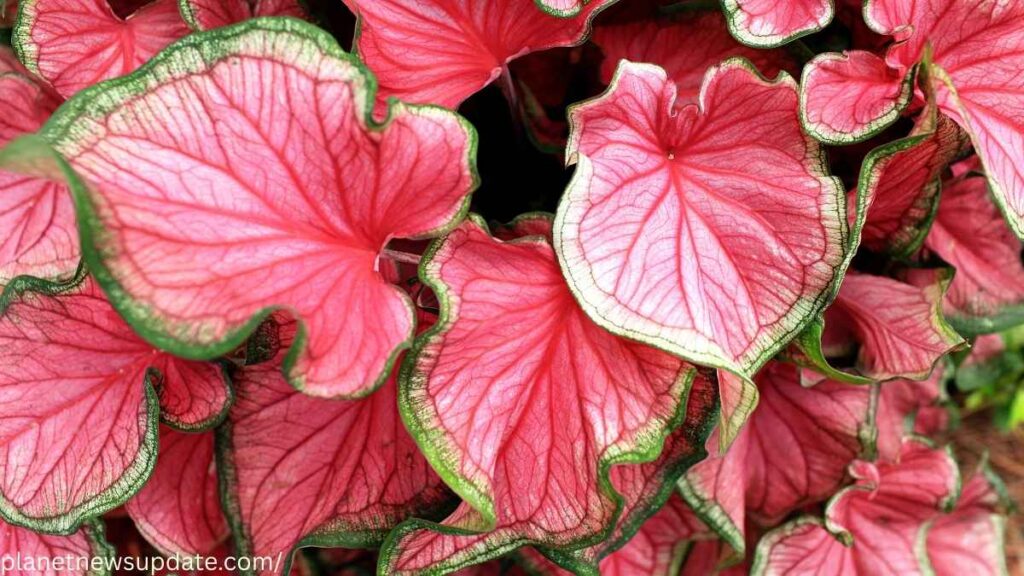 Caladium