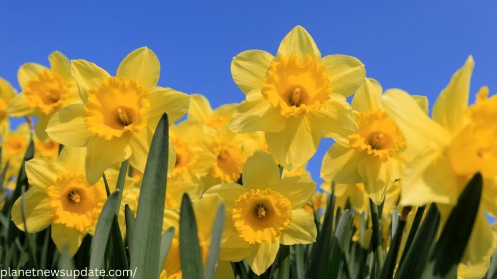 Daffodils