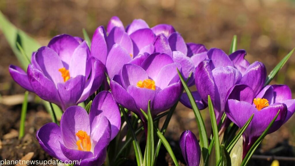 Autumn Crocus