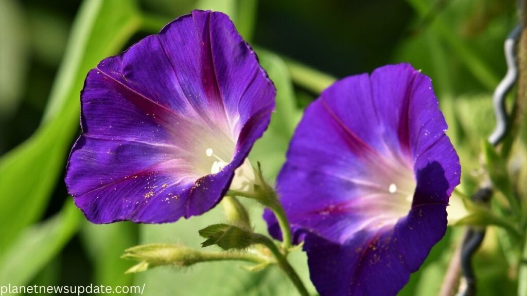 Morning Glory
