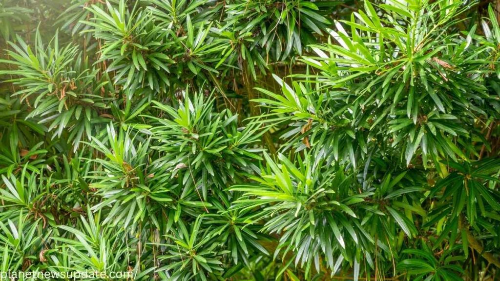 Yew