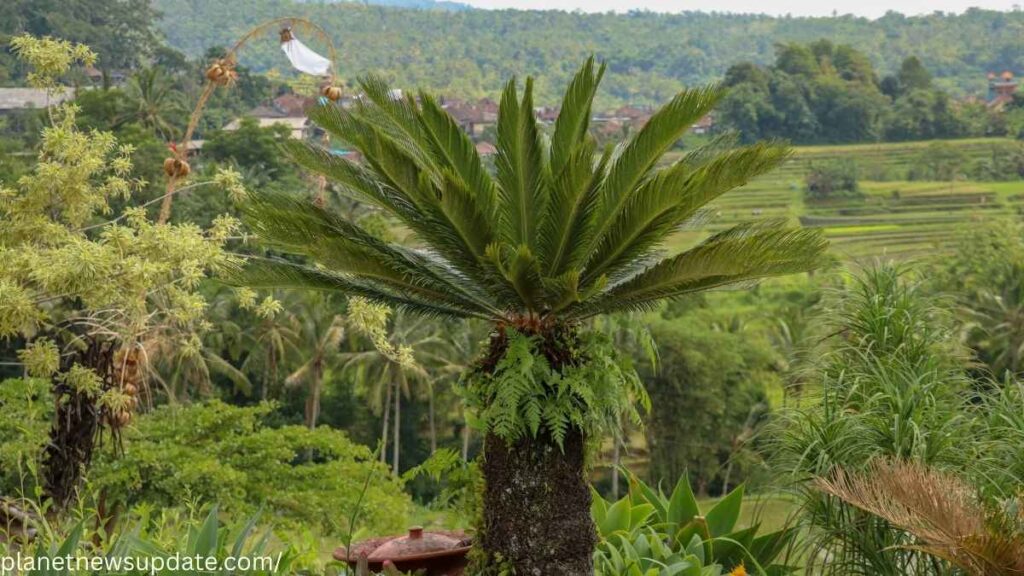 Sago Palm