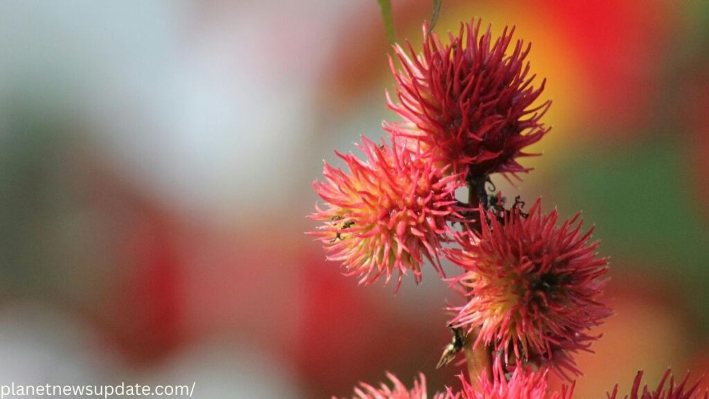Castor Bean Plant