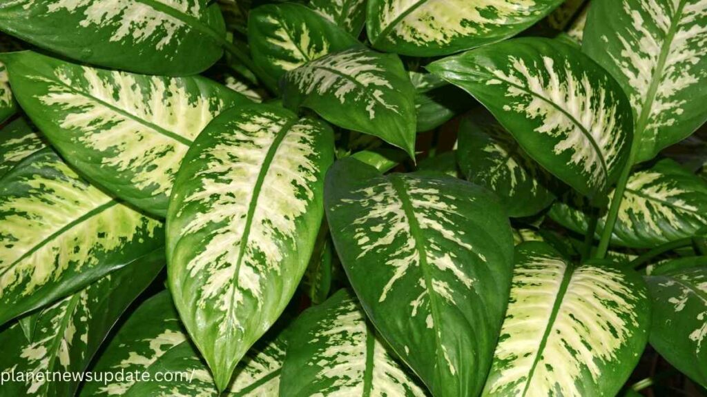 Dieffenbachia