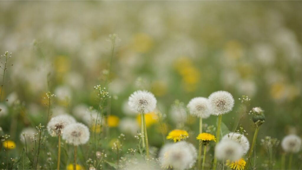 Get Rid of Dandelions in Your Yard