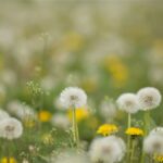 Get Rid of Dandelions in Your Yard